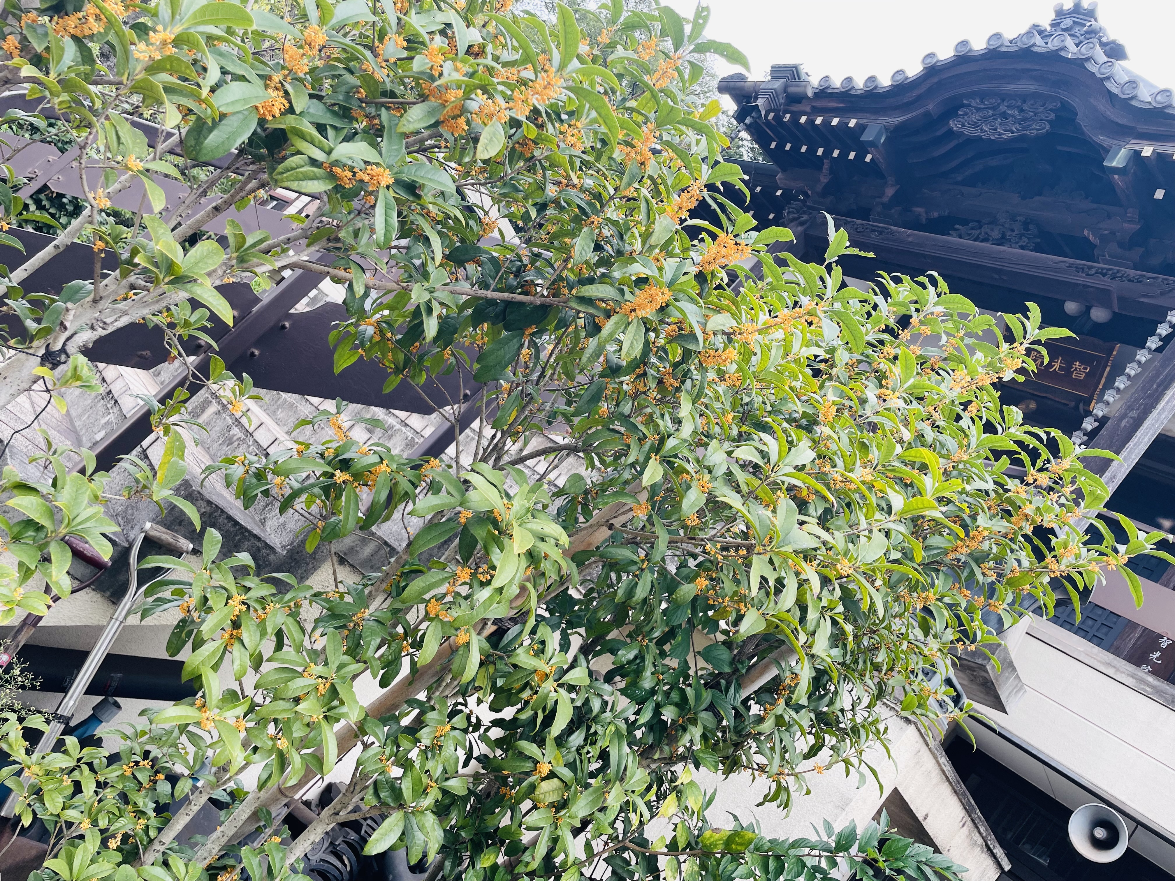 A5A6E523-CE94-4A32-A4EA-6E140F2E3940